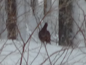 �����ĂČ��������Y���