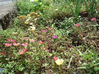 ���̏��t���O