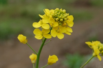 �����؂̉�