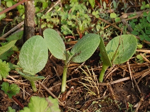 ���ڂ���̉�