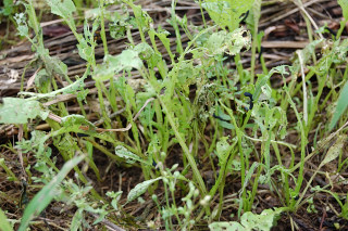 ���H����Ԃ̏�����