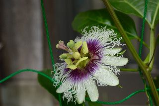 �p�b�V�����t���[�c�̉�